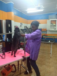 Dog Grooming at Pawsome Pets Guyana
